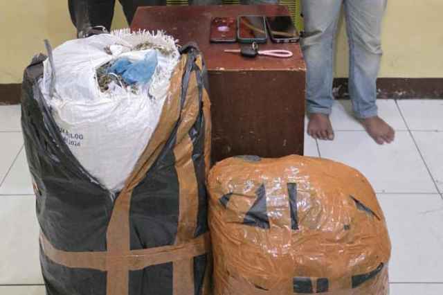 IMG-20260211-WA0133 Polda Sumut sita 20 kg ganja