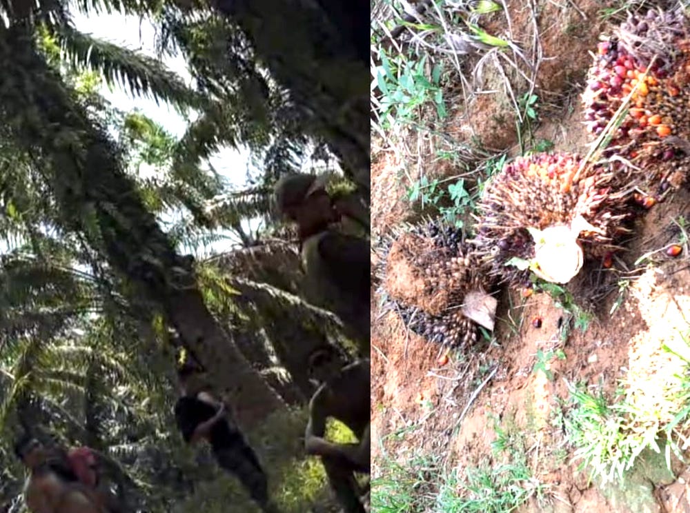 Gerombolan preman memanen buah sawit perkebunan warga di Desa Besilam Bukit Lembasa, Kecamatan Wampu, Langkat