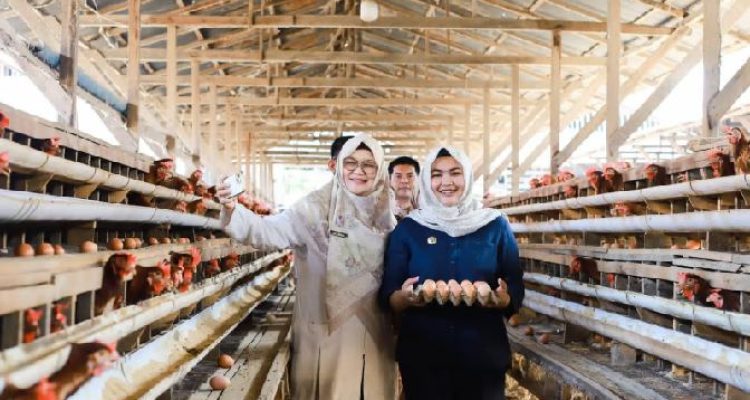 Wakil Bupati Atika Azmi Utammi Nasution saat membawa rombongan, termasuk peternak, studi tiru peternakan ayam petelur di Payakumbuh, Sumatera Barat, Rabu (3/6/2026).